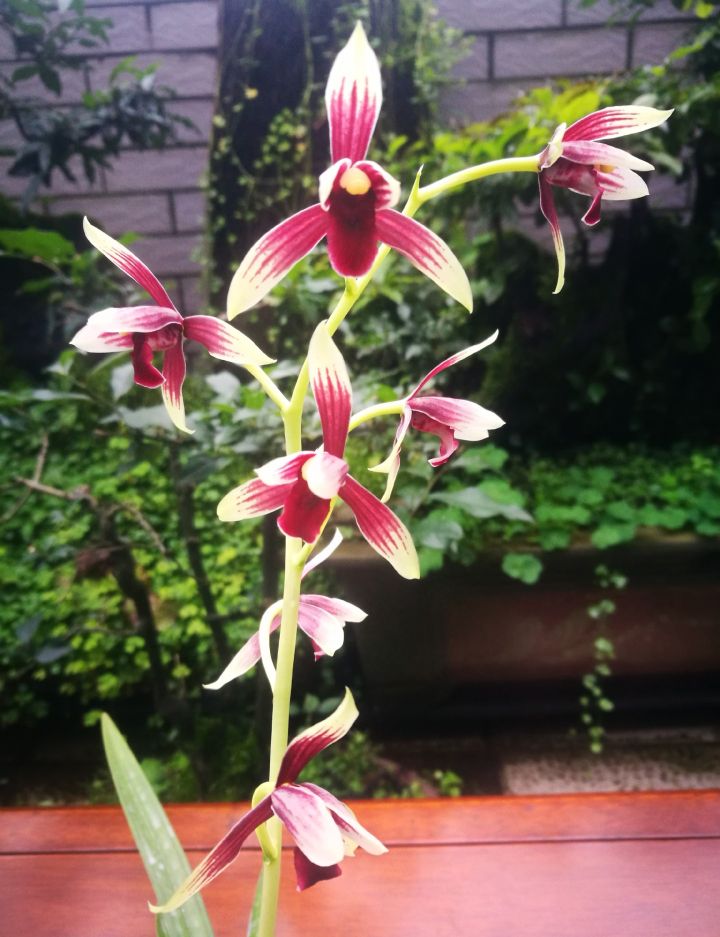 价值上百万一苗的秋榜红素，直接成为今年兰市的风向标