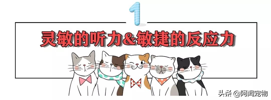 为什么猫有九条命还会摔死,终于知道猫为什么有9条命了