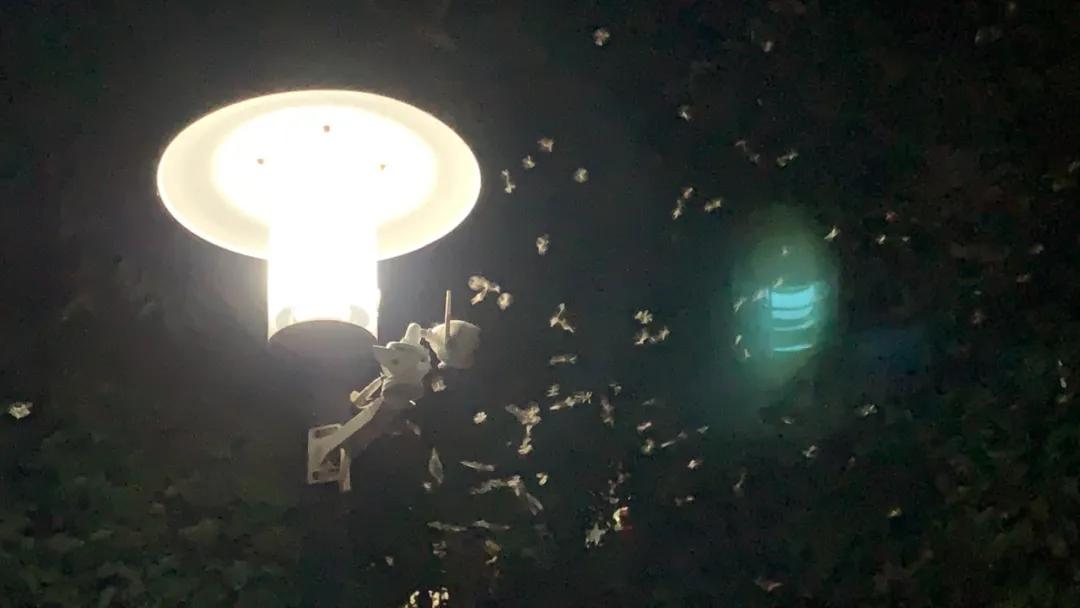 大量飞蚁进屋注意事项,广西人看到飞蚁有多兴奋