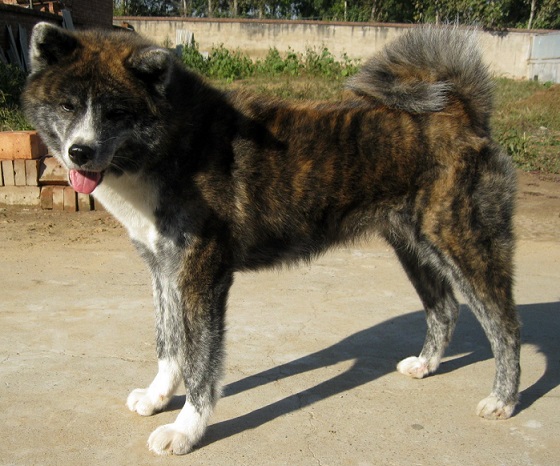 康熙喜欢虎斑犬,康熙的御用名犬