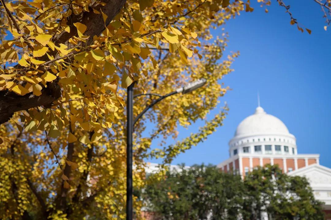 温州茶山大学城的银杏林变黄了，相约一起拍美照吧