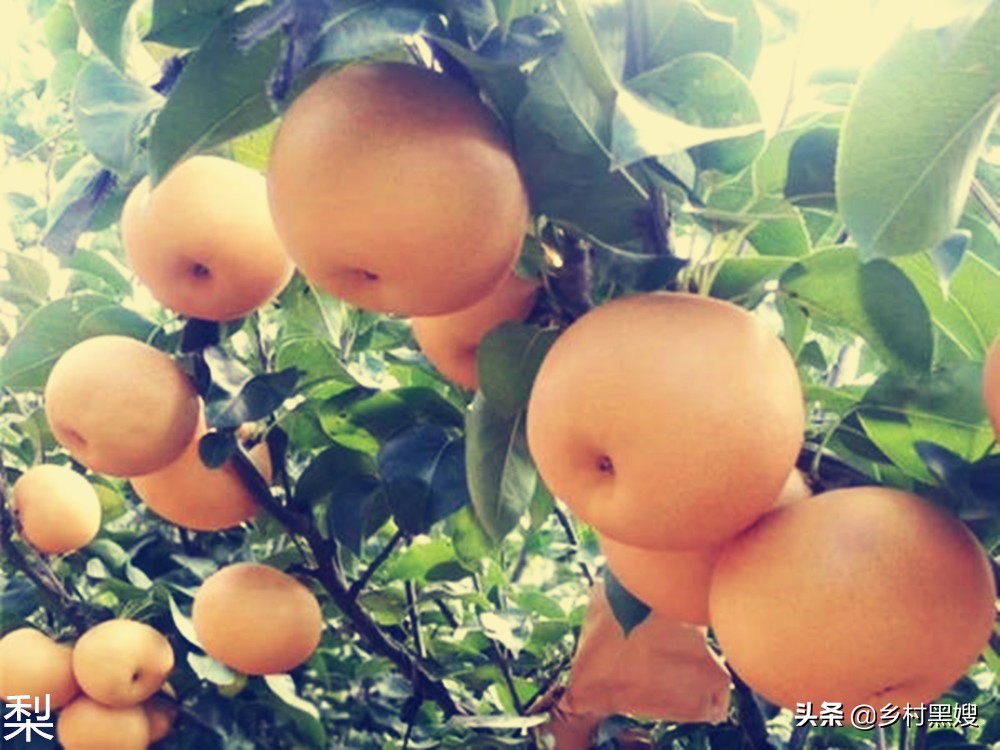 梨在我国种植多少年的历史了,你知道你所种植的梨有多久的历史