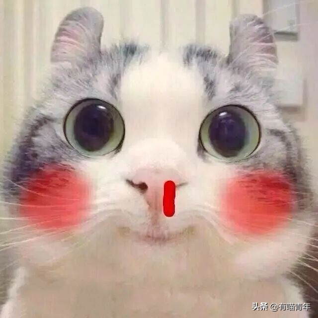 橘猫被抓警察局,肥猫被警察带走判刑