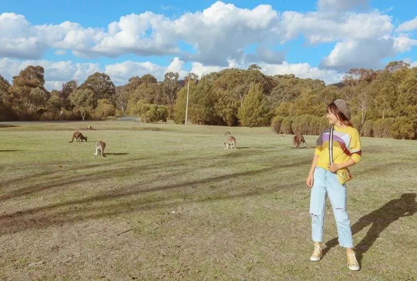 澳洲|春意堪培拉,看袋鼠、品酒、赏花、住进动物的家