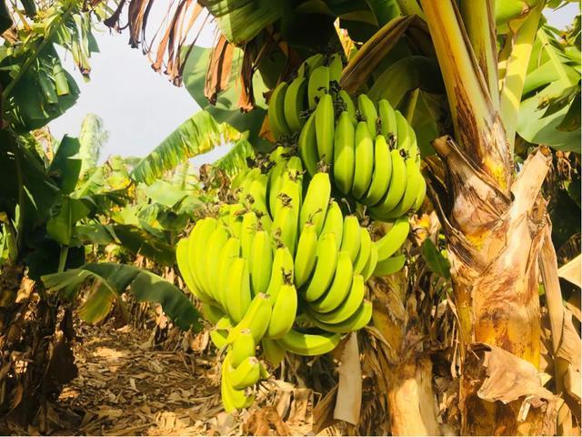 成都到涠洲岛旅游攻略自由行,成都去北海涠洲岛旅游攻略