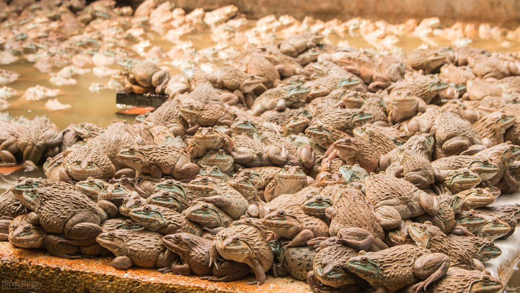 胡乱放生牛蛙现在还是要罚款的,为什么要非法养殖牛蛙了