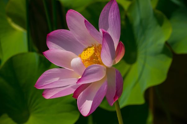 茶花是我国的十大名花吗,中国十大名花图片及花语