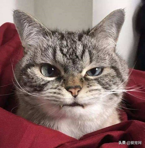 猫咪不同的喵叫声代表不同的含义,猫咪长声猫叫和短声猫叫的区别