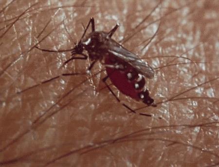 全网狂销10W+盒,日本“变态”驱蚊剂!网友:1盒搞定整个夏天