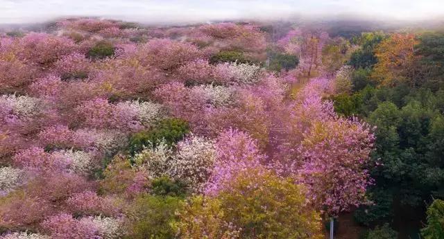 白云山新景,广州白云山开发理念及规划