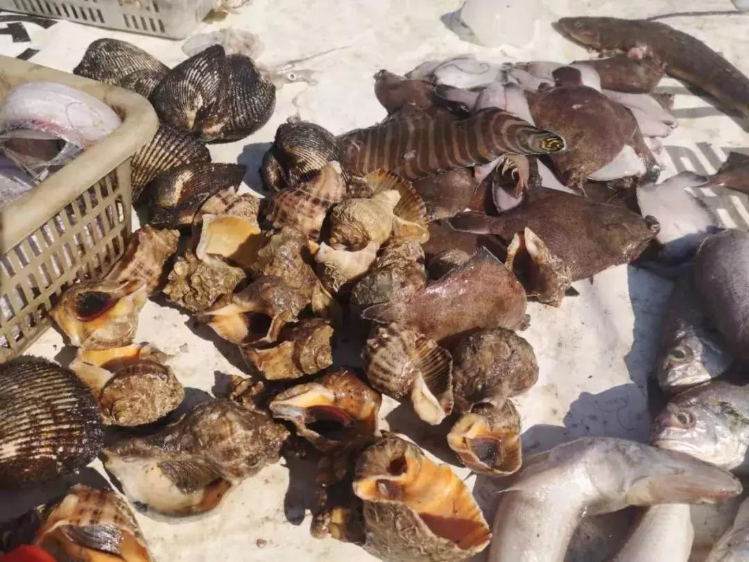 青岛开海了新鲜肥美的海鲜已上市,青岛开海红岛海鲜八大关