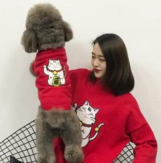 泰迪犬的五个毛病,泰迪犬的常见疾病表现