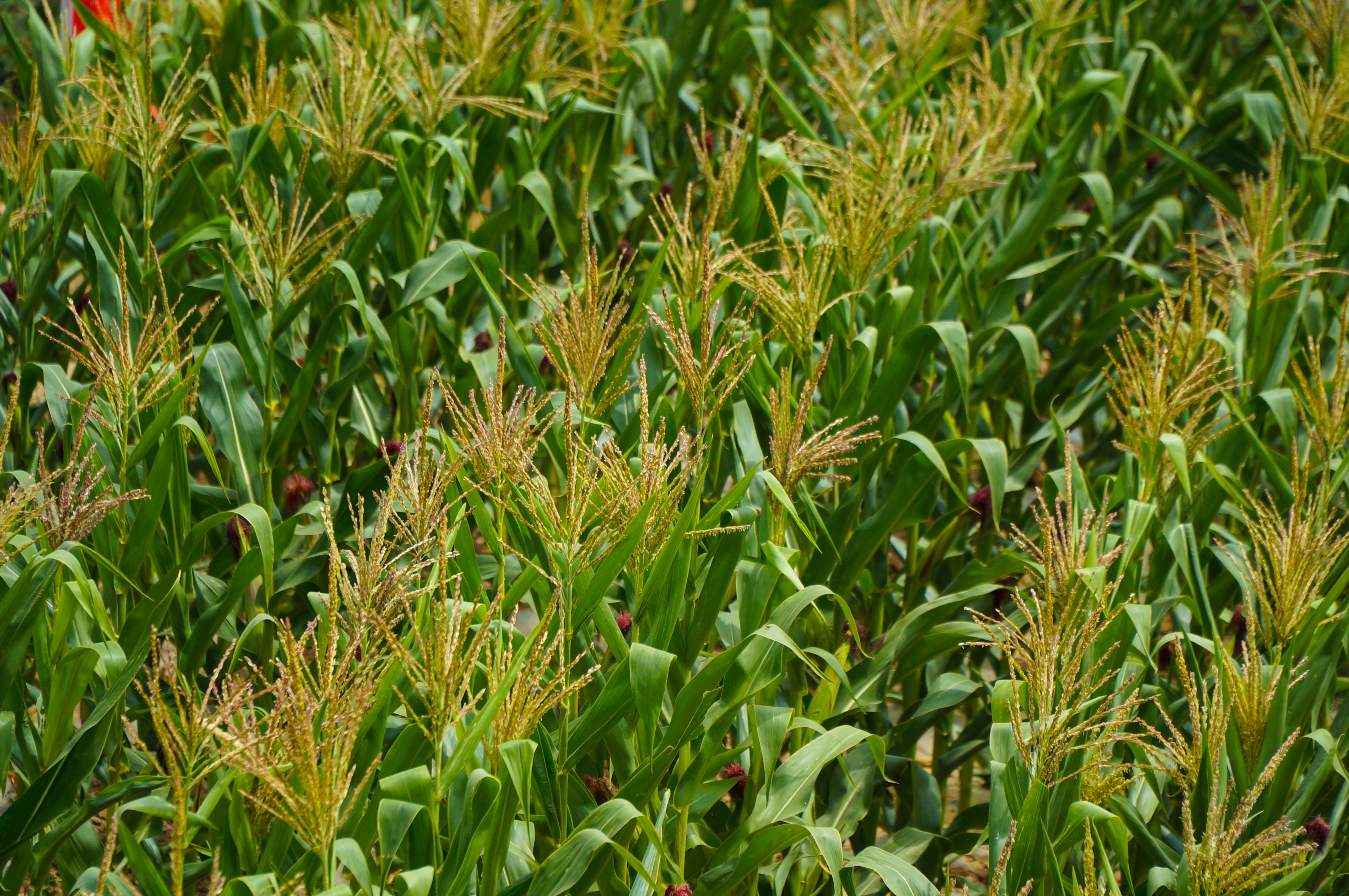 兰州西固环盛生态园,西固环盛生态园