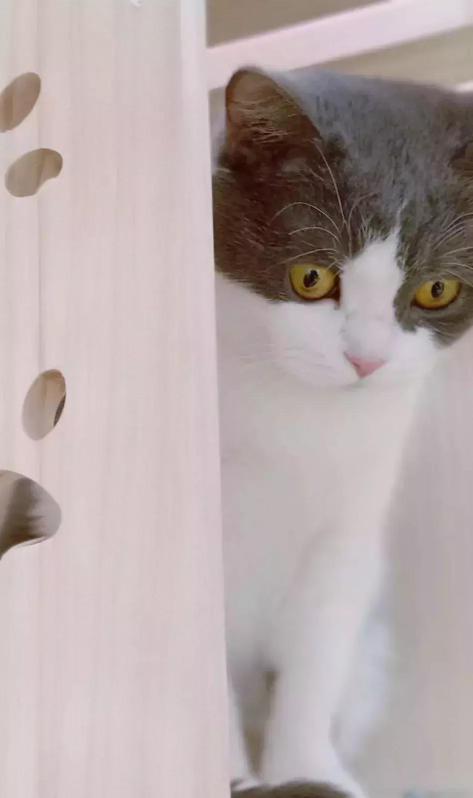 炸裂!因为一只猫,苏州人开启尖叫模式!