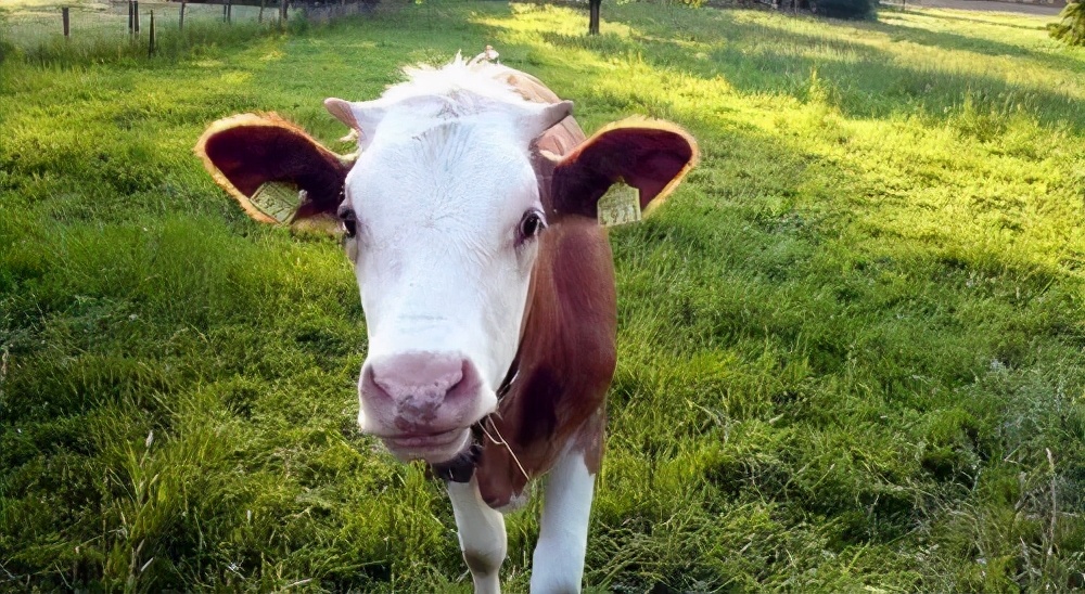 预防牛犊拉稀用什么药,新生牛犊拉稀带绿的正常吗