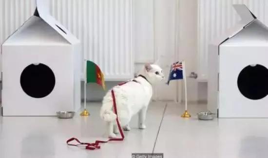 流浪猫突然暴富了,俄罗斯3只流浪猫