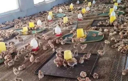 鸡总拉稀,鸡反复拉稀怎么治疗