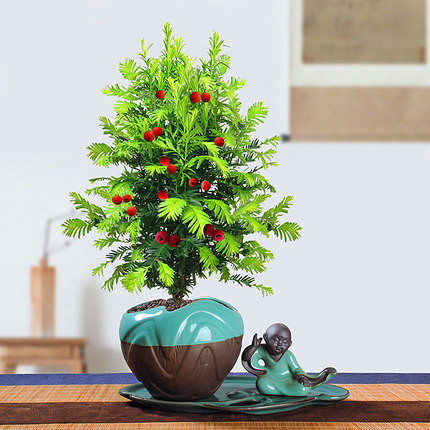 上盆红豆杉叶子发黑干枯怎么治,红豆杉叶子发黄枯萎怎么办