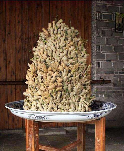 养花腻了试试“生姜”,想吃掰一块,今年生姜钱省了