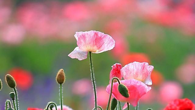 十二星座讨厌天秤的表现,十二星座不喜欢你表现天秤