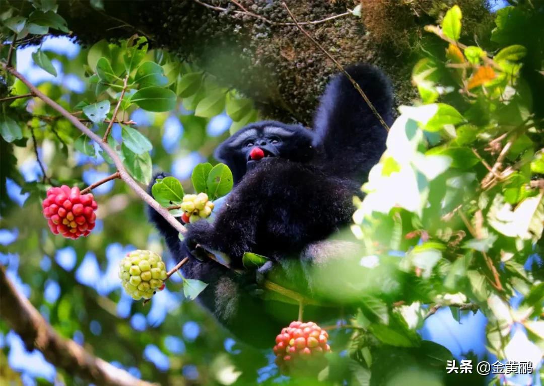 为什么云南女人长相好看,云南真的很漂亮吗