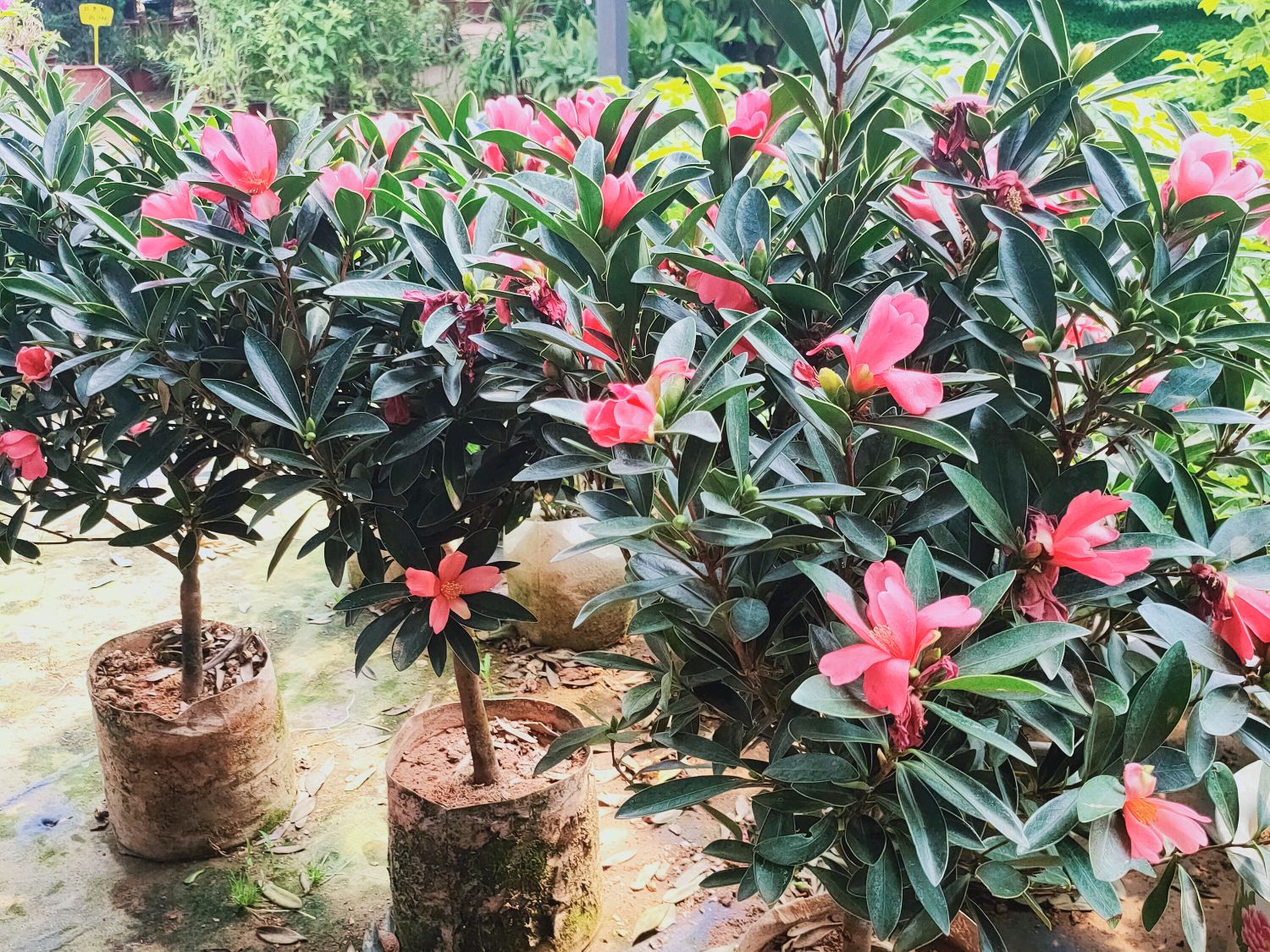 网购大型花卉怎样避坑,网购花卉怎么说才有助于存活