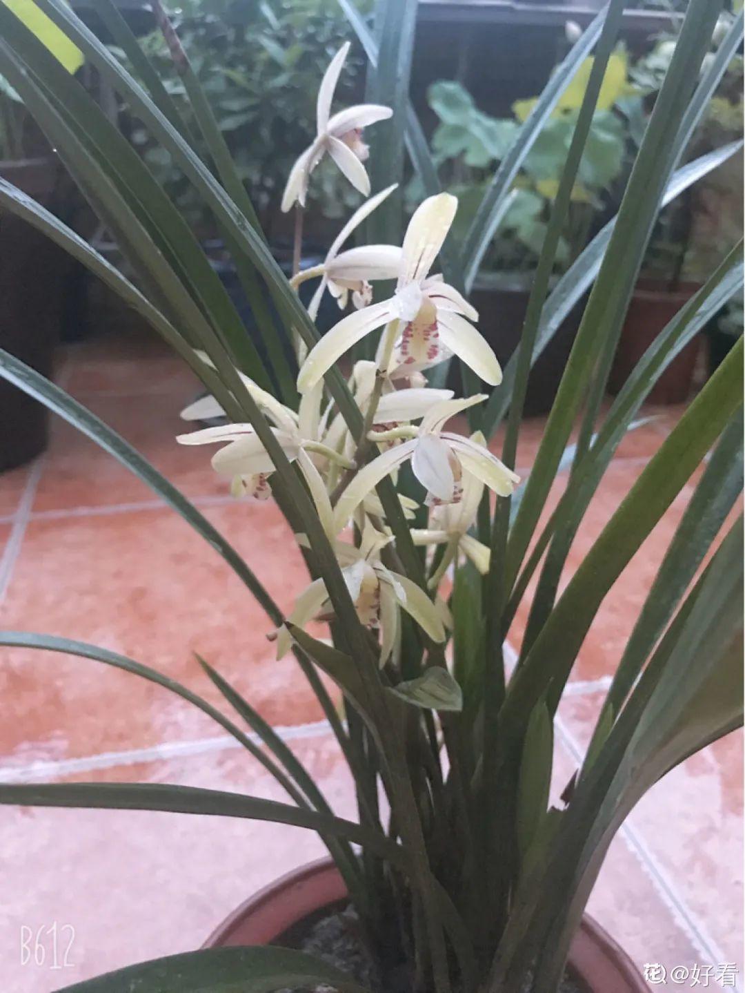 耐寒又好养的香水花,家里可以养法国香水花