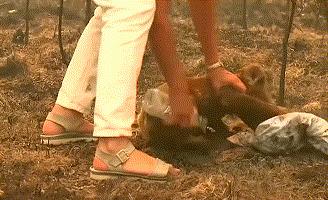 我的世界树袋熊,我的世界北极熊加入理由有多离谱