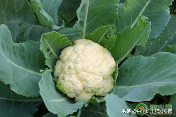 有机花菜高产栽培技术,花菜种植技术和亩产量