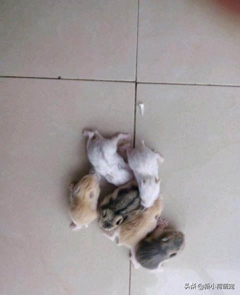 仓鼠肚子上出现红色的东西,仓鼠肚子上出了血还硬硬的