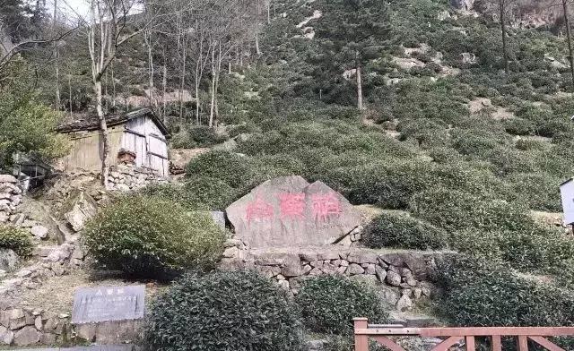 中国十大名茶叶排名一览表,顶级茶叶品牌排行榜