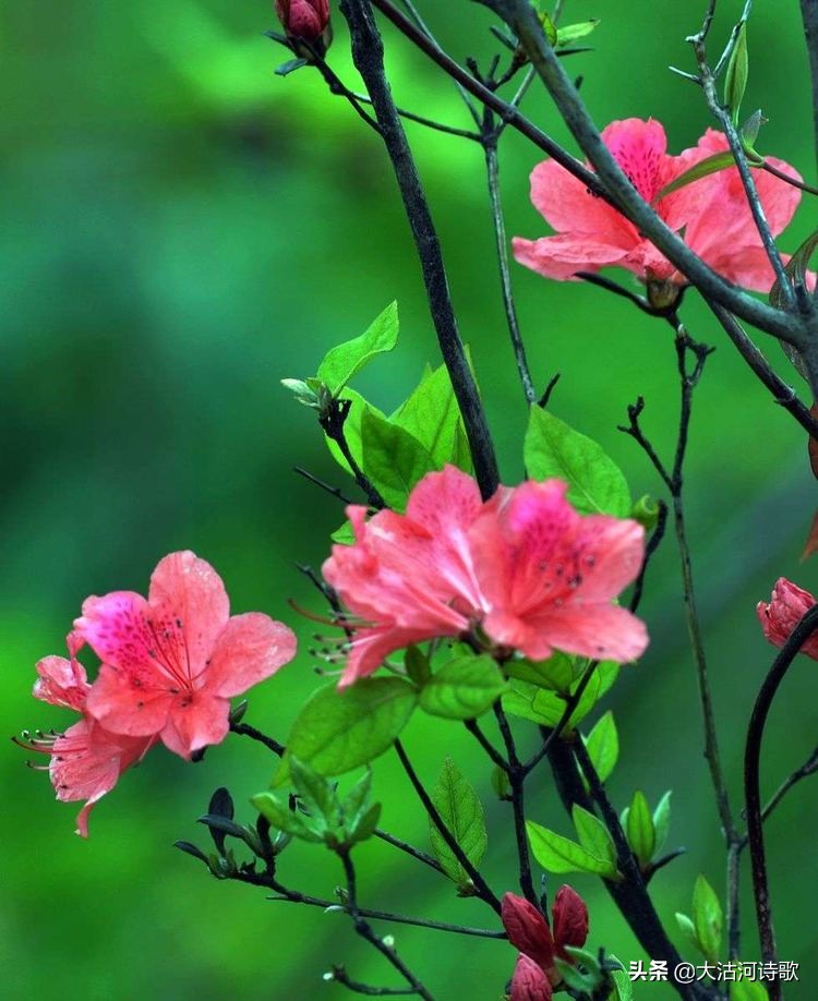 致敬中国英烈诗词,纪念先辈缅怀英烈的诗句