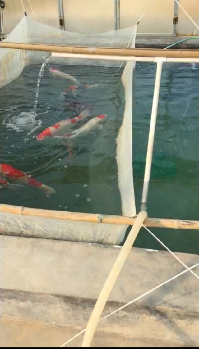 锦鲤自然鱼池繁殖方法,锦鲤自然繁殖方法视频教程