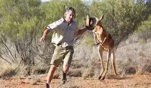 袋鼠和人打架视频,袋鼠为什么喜欢和狗狗打架