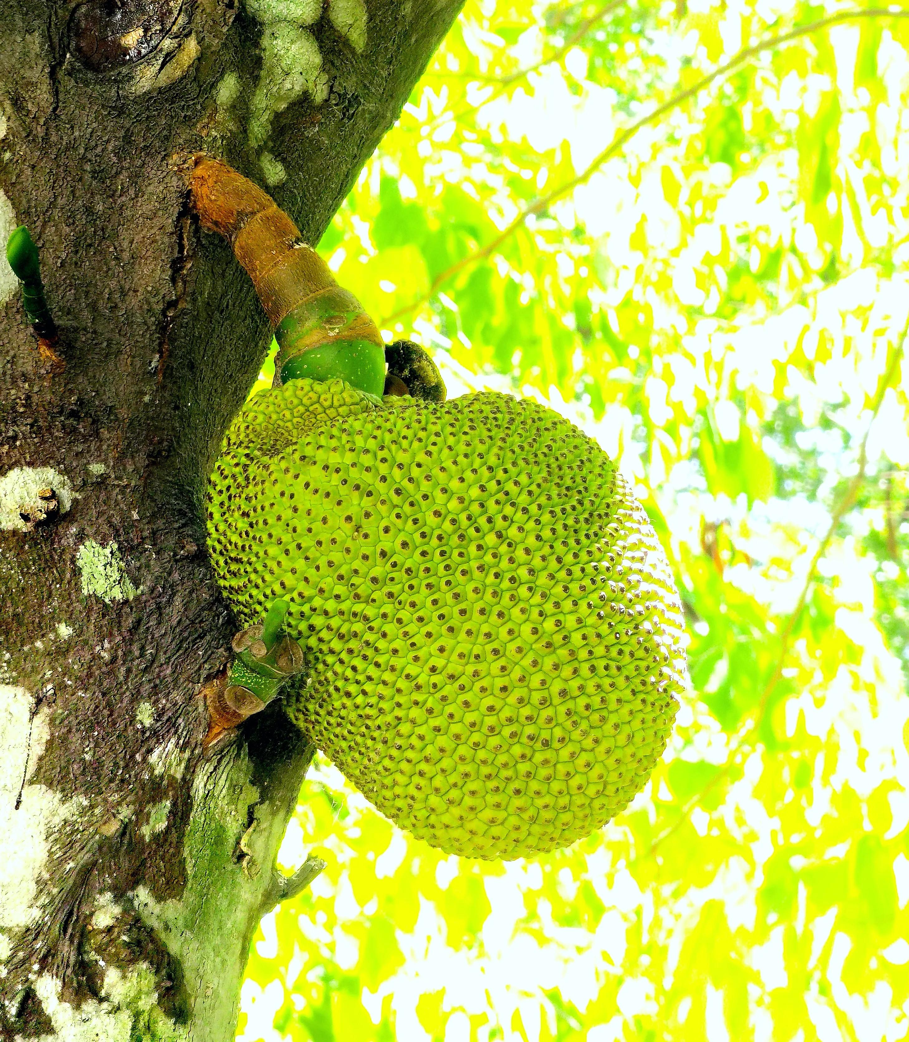 小区“花果山”的世界上最重的水果成熟了，种子更好吃