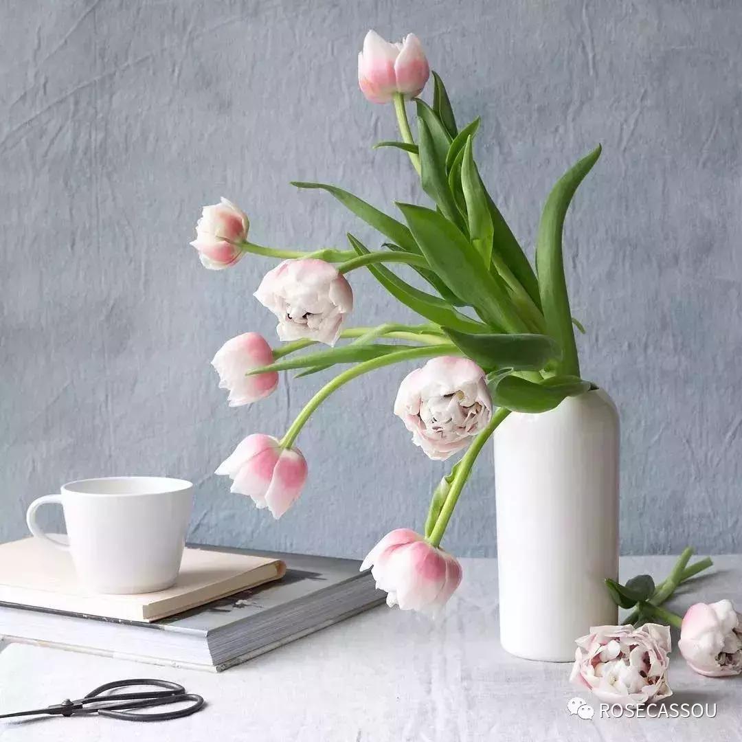 西柚慕斯郁金香花语,蕾丝郁金香花语