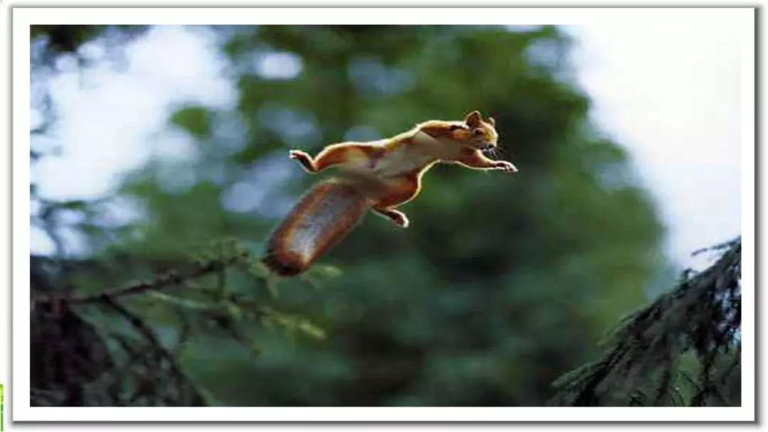 五年级语文第17课松鼠讲解,五年级上册第17课松鼠教材详解