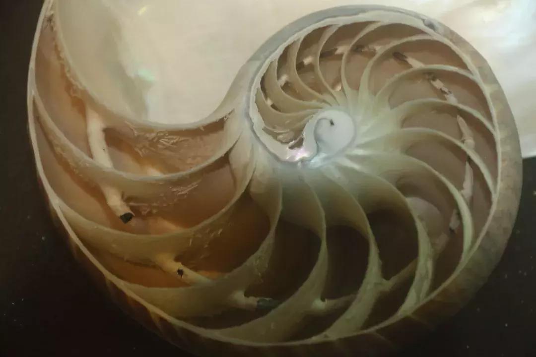 四大名螺哪个最好看,四大名螺正确摆放