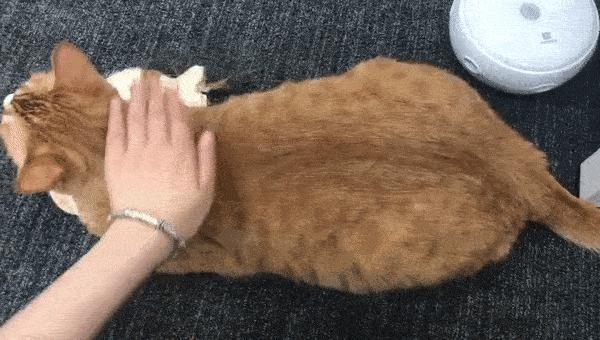 跟猫咪玩耍的时候它咬人,猫咪咬人怎么办一招教你制服