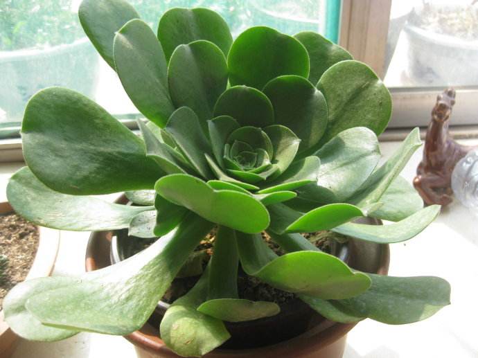 常见100种多肉玉龙观音,养了2年的多肉植物竟然是假的