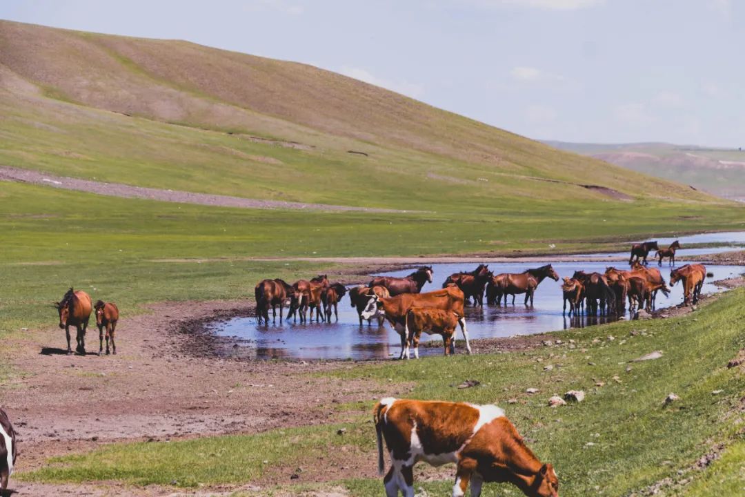 自驾三天呼伦贝尔大草原,自驾去呼伦贝尔草原七日游的攻略