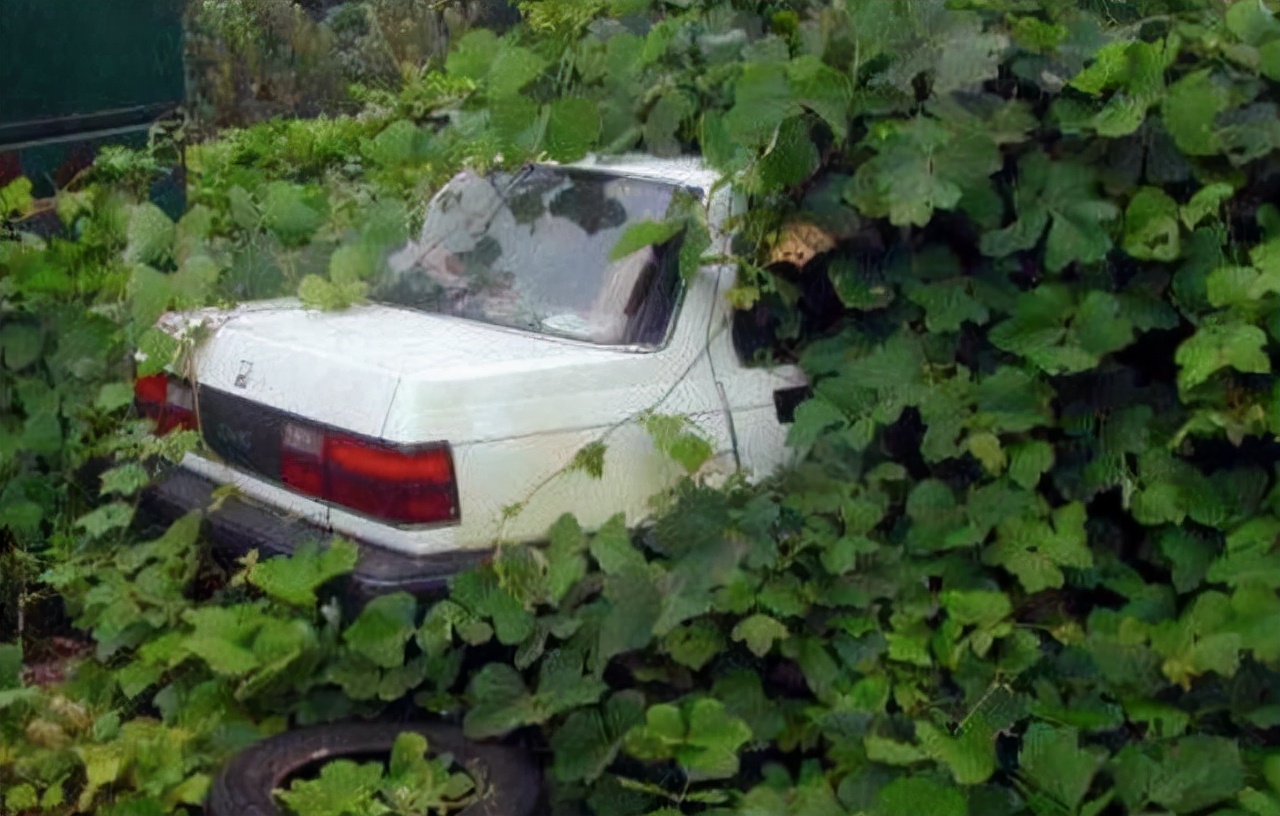 葛粉搭配什么最好吃,粉葛搭配什么食材煲汤好