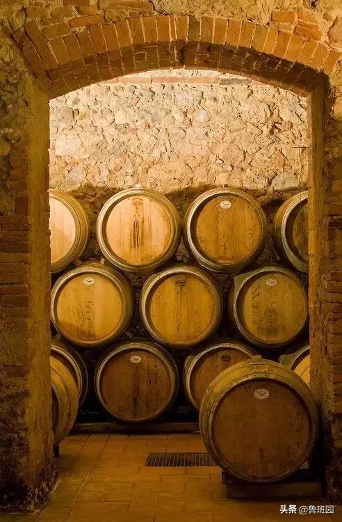 橡木种类大全及图片,史上最专业橡木介绍快来收藏吧