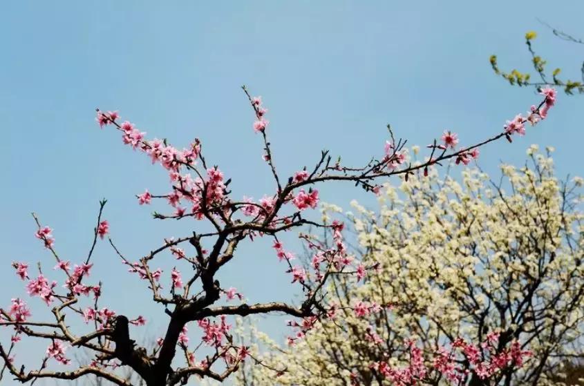 安徽春天去哪看花,安徽春天赏花攻略景点推荐