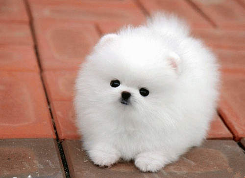 博美只爱吃零食，不吃狗粮怎么办？没关系，换个狗粮就好了