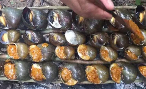 福寿螺的天敌终于出现,泛滥成灾的福寿螺终于有天敌