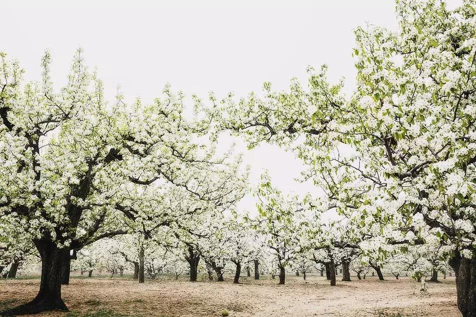 最适合赏花的花,视觉盛宴五种赏花名花供您选择