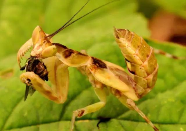 海南海里的特产动物,海南特有的珍稀动物