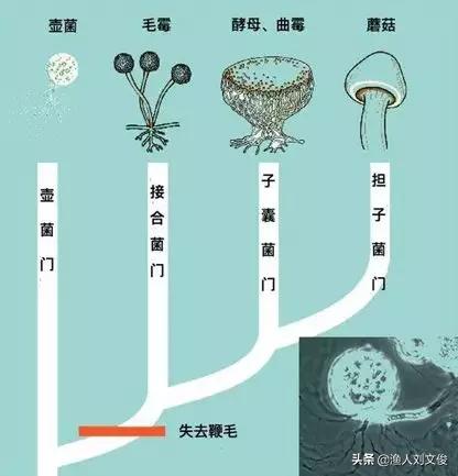 真菌的分类初识：真菌与细菌不同，是一种真核生物