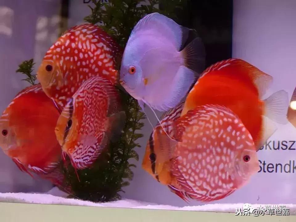 七彩神仙鱼水族箱布景,七彩神仙鱼苗繁殖技术